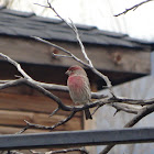 House Finch