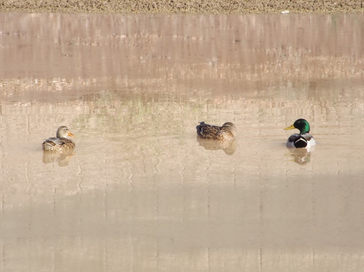 Mallards