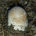 Puffball Mushroom