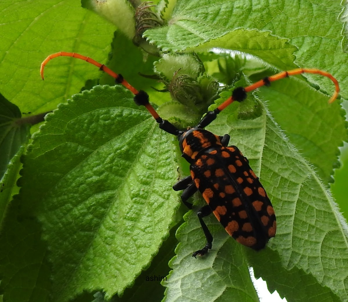 Litchi Long-horn beetle