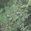 Phoenician Juniper