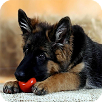 German Shepherd Wallpaper Apk