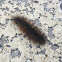 Eastern Tent Caterpillar