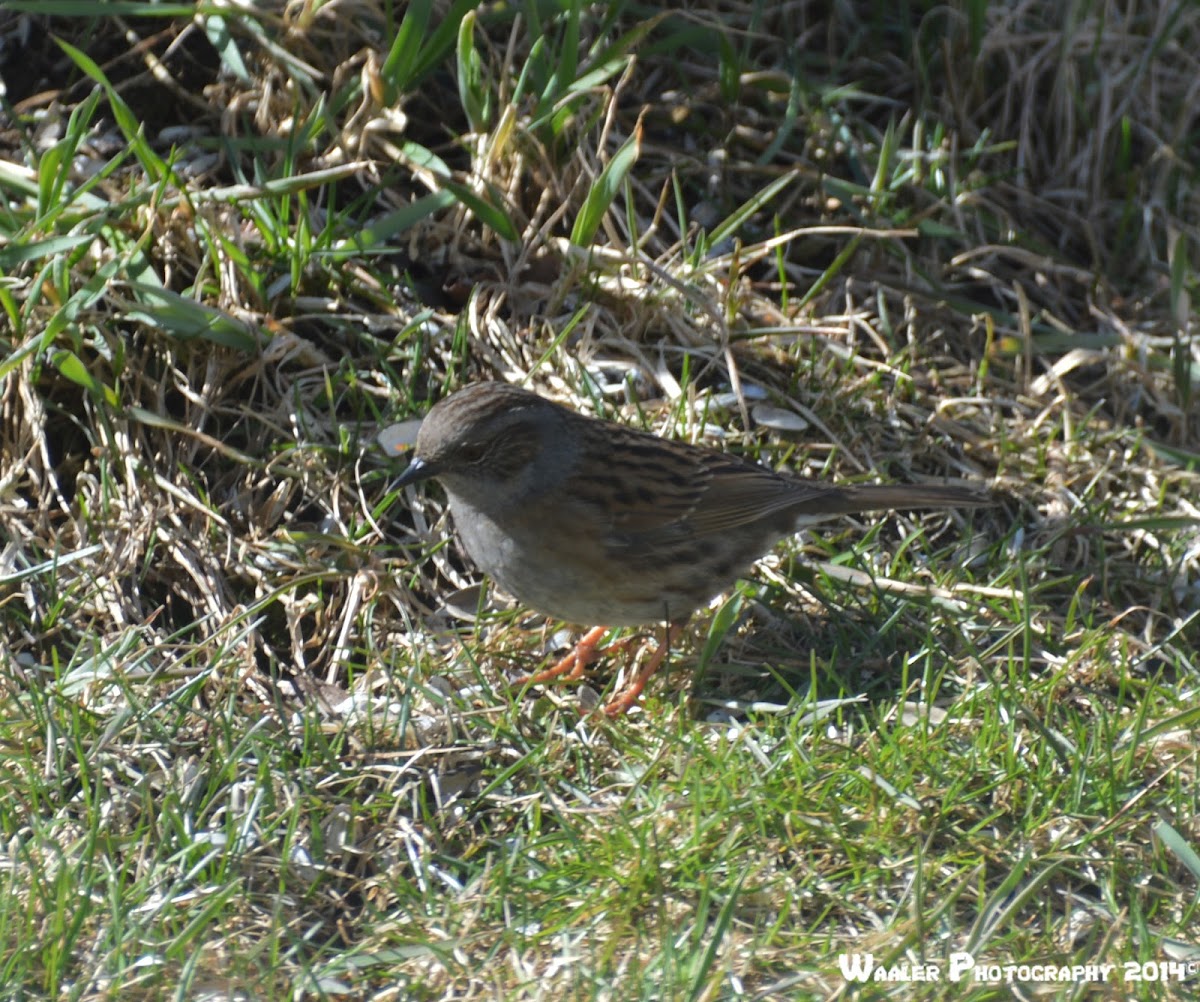 Dunnock