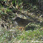 Dunnock