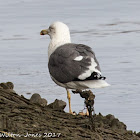 Lesser Black-backed Gull