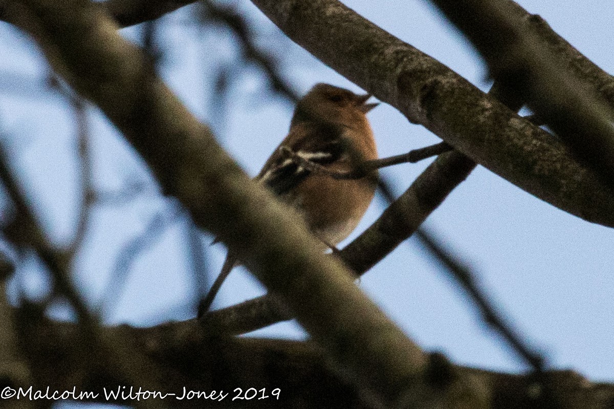 Chaffinch