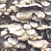 Northern Tooth Fungus