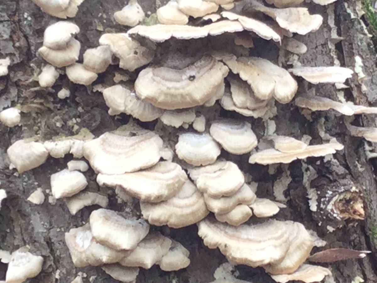 Northern Tooth Fungus