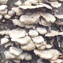 Northern Tooth Fungus