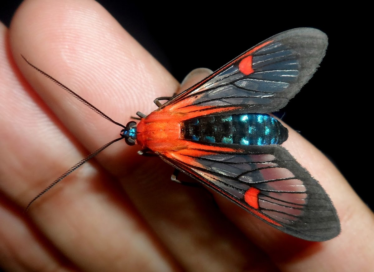 Tiger moth