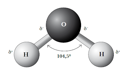 Biomoleculas inorganicas (agua y elementos minerales) n°3