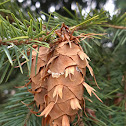 Douglas fir