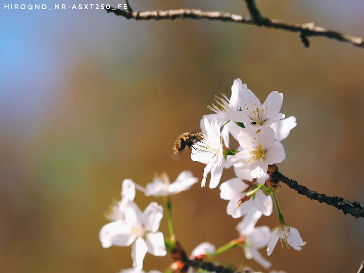 ロードスターの撮影ドライブ・吉野神宮・枝垂れ桜・山桜・石楠花に関するカスタム事例の投稿画像11枚目