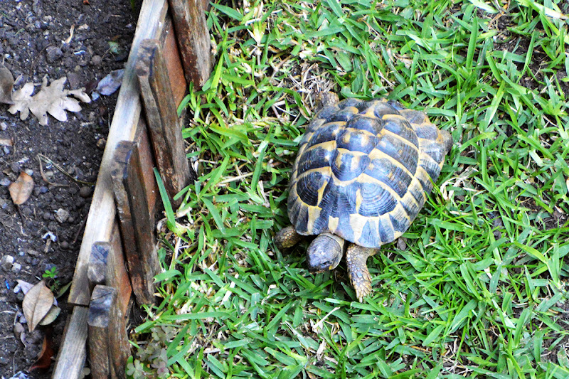 STRANI INCONTRI AI GIARDINI di LOMELLINO37