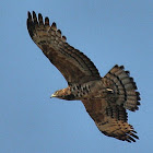 Crested Honey Buzzard(female)