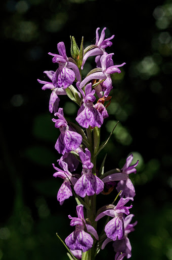 Dactylorhiza elata