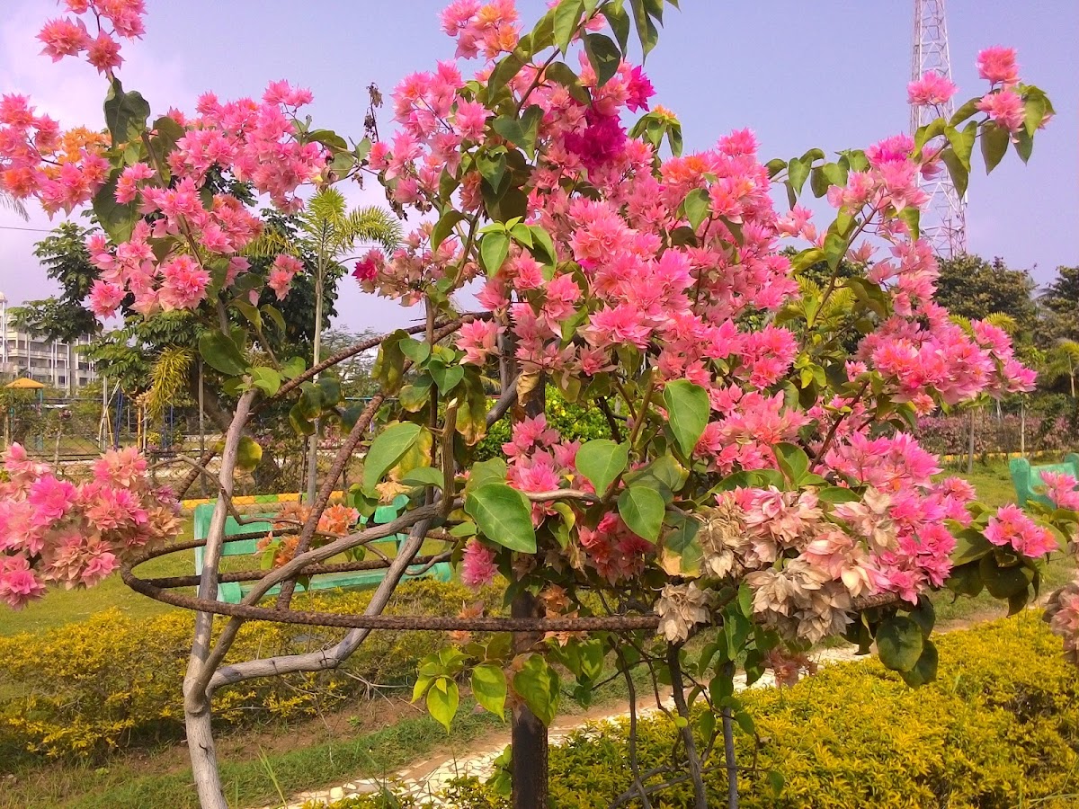 Bougainvillea