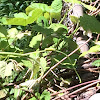 Winter Moth Caterpillar