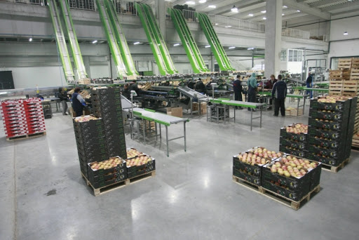 MK Grupa širi voćnjak jabuka u Krčedinu (VIDEO)