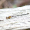 Rambur's Forktail Damselfly