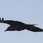 Carrion Crow