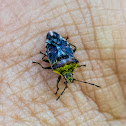 Parent / Shield Bug