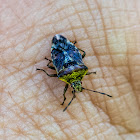 Parent / Shield Bug