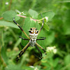 Silver Garden Spider