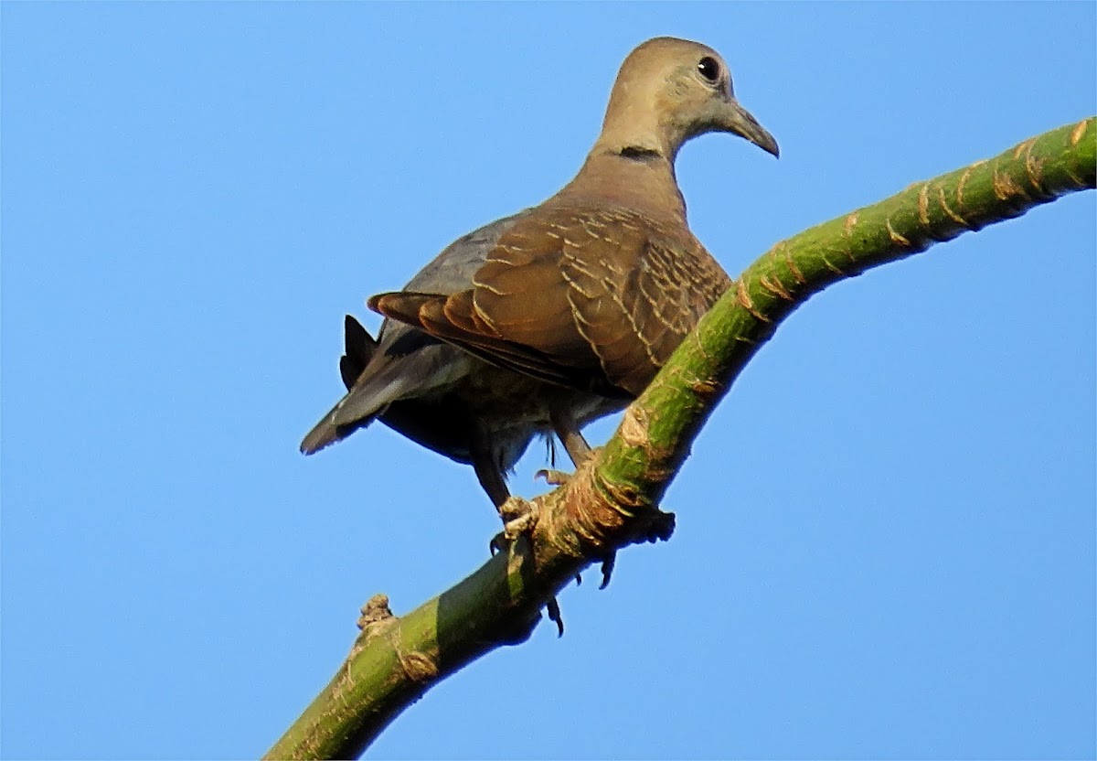 Red turtle dove