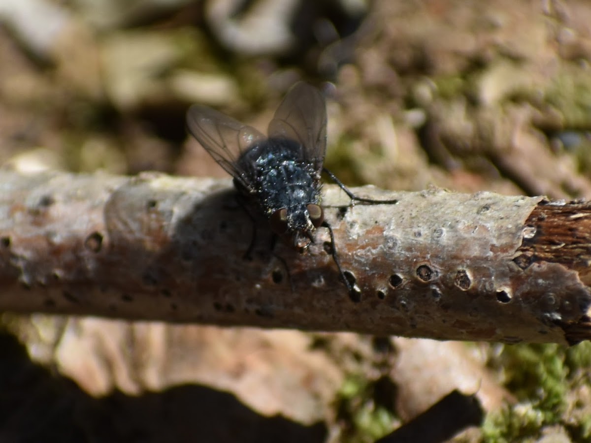 Muscid Fly