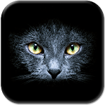 Cover Image of Download Black Cats Live Wallpaper 1.0 APK