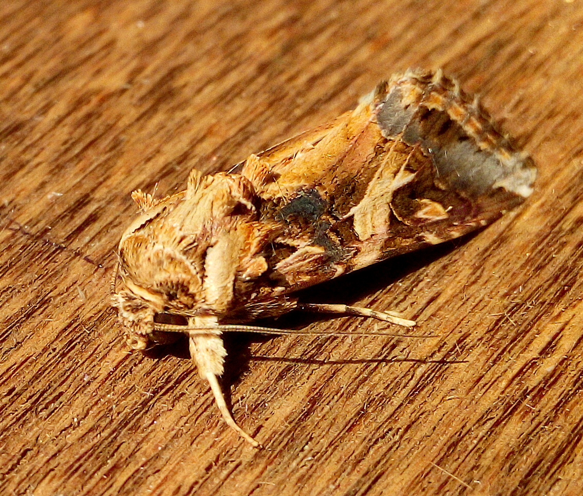 Oriental leafworm moth