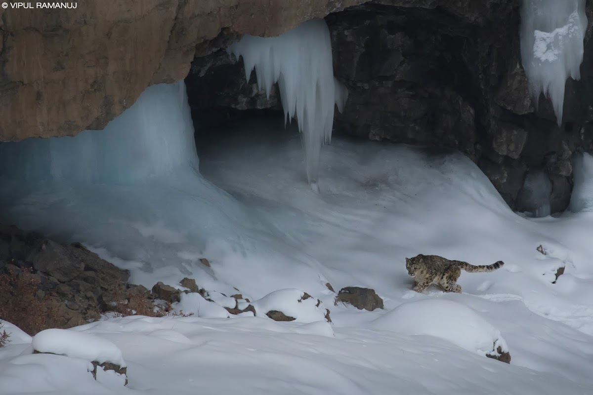 Snow Leopard