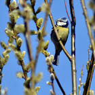 Eurasian blue tit