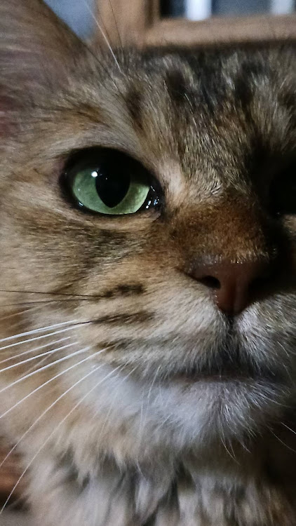 アスリートさんが投稿した猫！に関するカスタム事例の投稿画像1枚目
