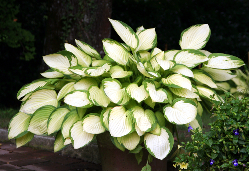 hosta