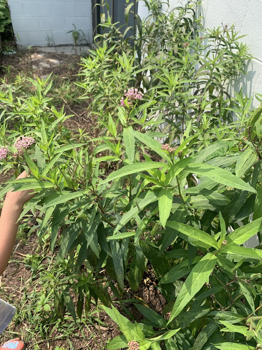 Swamp Milkweed