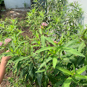 Swamp Milkweed