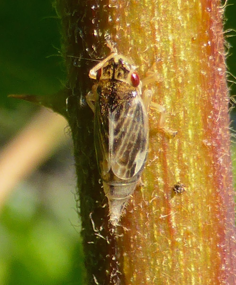 Evacanthus Leafhopper