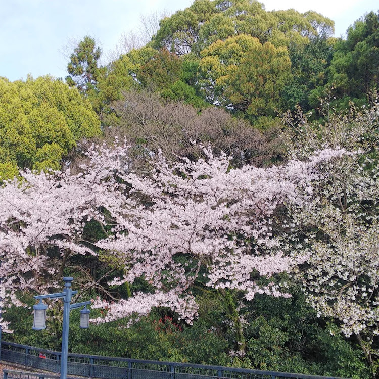 の投稿画像11枚目