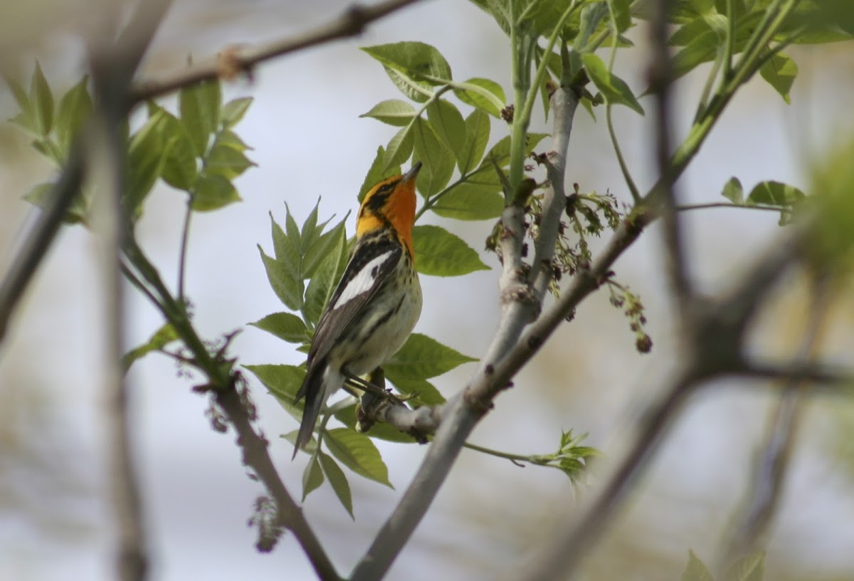 Blackburnian Warbler