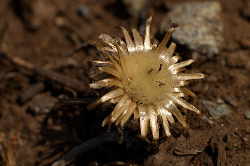 Centaurea gallaecica