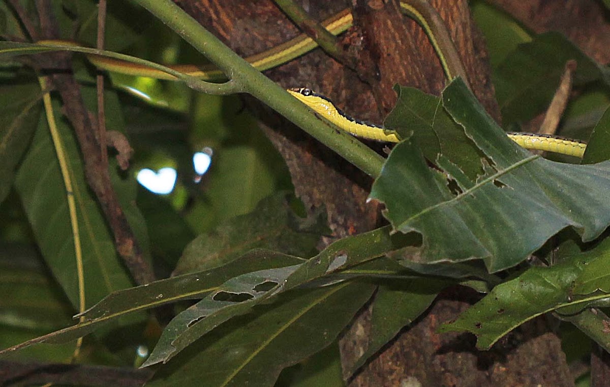 Painted Bronzeback Snake