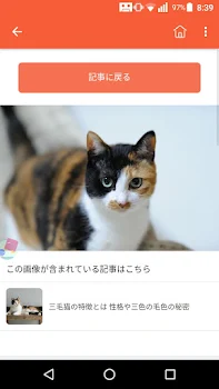 野良猫