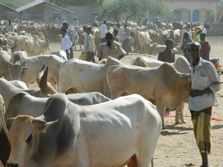 Pastoralists with livestock at the Garissa market