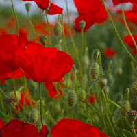 Macchie rosse di 