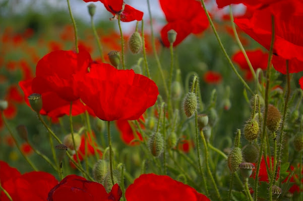 Macchie rosse di simonabz