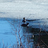 Hooded Merganser