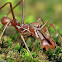 Red Weaver Ant-mimicking Spider
